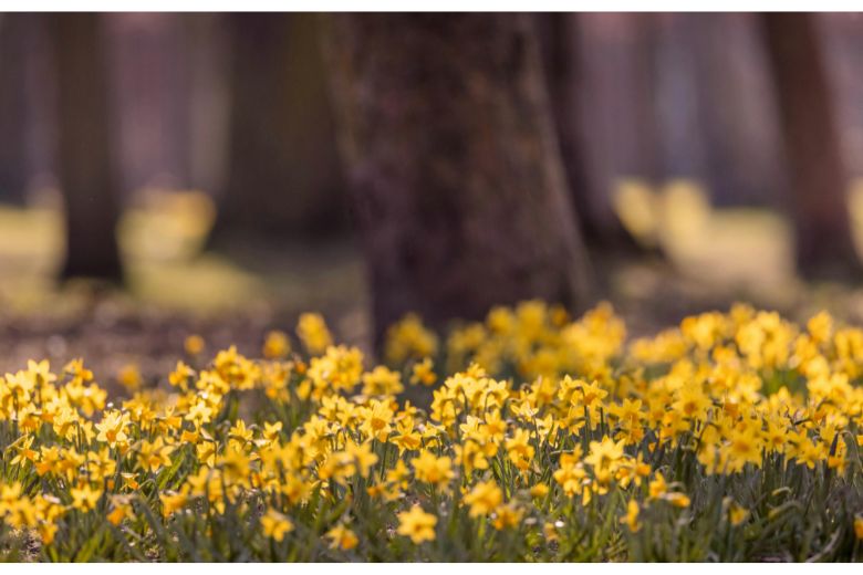 Brewster in Bloom event